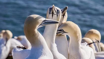 ac米兰-天津权健前锋连场进球，成为攻击箭头，天津权健最佳阵容